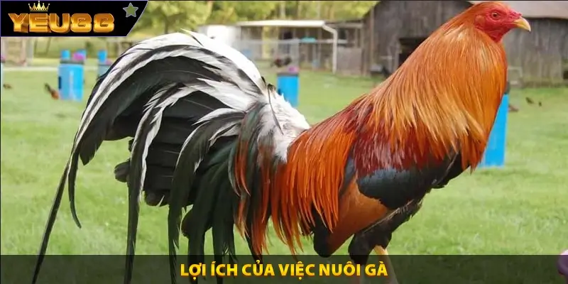 Lợi ích của việc nuôi gà