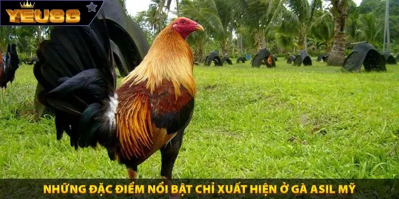 Những đặc điểm nổi bật chỉ xuất hiện ở gà Asil Mỹ