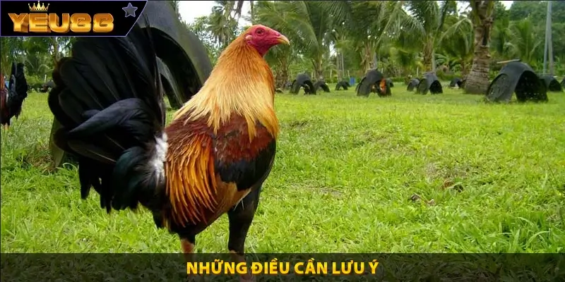 Những điều cần lưu ý
